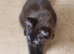 2 beautiful mixed siberian kittens left for sale