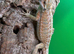 Baby bearded dragons