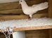 Faibtail for sale
