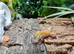 Eclipse Leopard Gecko at Birmingham Reptiles