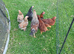 Pekin Bantams for sale