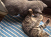 Russian blue mix kittens
