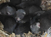EU X black ferret