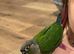 6-Month-Old Trained Green Cheek Conure &ndash; With Cage and Accessories