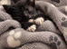 Beautiful kitten