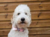 Beautiful healthy puppies Australian Labradoodle