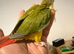 Pineapple conure red factor tamed