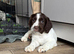Cheeky Spaniel pups