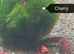 Red Cherry Shrimp, adults &pound;2 each