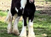Mini coblet filly
