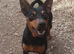 Miniature Pinscher for Stud
