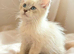 Stunning Siberian Neva Masquerade