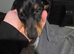 Female miniature dachshund