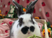 Butterfly mini lop last 2