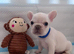 Adorable Frenchbulldog Puppies