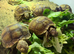 Baby sulcarta Tortoises