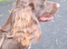 Sprocker 9month old