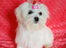 Maltese adorable girl