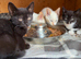 Beautiful kittens ready now