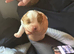 King Charles cavalier spaniel puppy