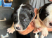 Puppies