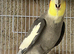 Cockatiel male