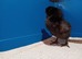 Blue & Green Egg Genetics Chicks, Hand-Reared with Love