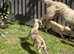 Bedlington whippet puppies