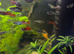 Male Guppies tropical