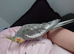 Hand tame male cockatiel