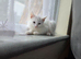 Cute kittens