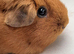 Guinea pig females