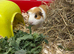 Two males guinea pigs for sale