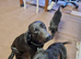 Black labrador puppy from working lines