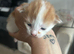 Kittens for sale