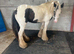 Delilah! Perfect kids pony, ride and drive!