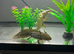 Beautiful female axoltol