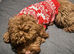 F1 red cockapoo