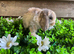 Gorgeous pure Mini lops