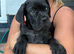 Cane corso puppy