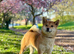 Shiba inu