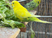 9 beautiful budgies for sale