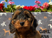 F1 COCKAPOO PUPPIES AVAILABLE!