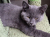 British Shorthair Kittens Ready To Go