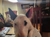 Bull terrier ready for stud.