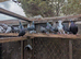 Racing pigeons