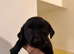 Rotador puppies for sale