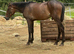 Barry rising 4yr old gelding
