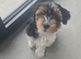 Yorkshire Terrier Puppy – 10 Weeks Old