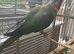 Alexandrine